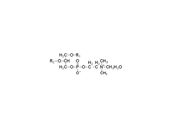 Polyene phosphatidylcholine图片1